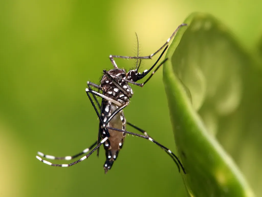 Dedetização de Mosquitos em Atibaia