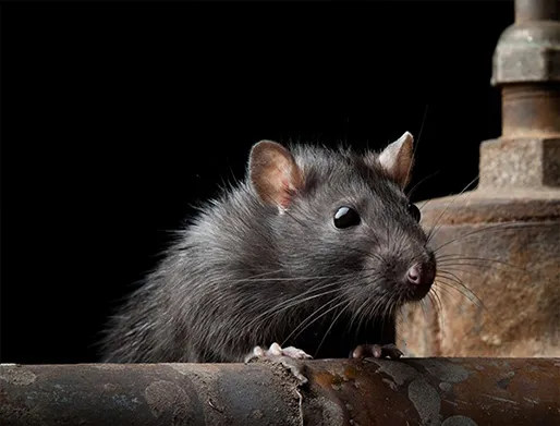 Dedetização de Ratos em Atibaia